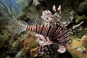 Lion Fish near the wreck of the Austin Smith by Chris Mckenna 